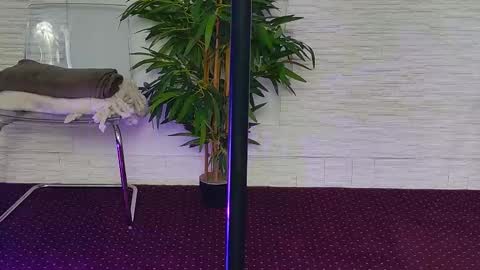 Snapshot of ivoryswan chatting on November 3, 2025, 5:31 am Celine online show from November 3, 2025, 5:31 am