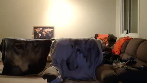 Snapshot of jameswolf777 chatting on December 22, 2025, 6:54 am jameswolf777 online show from December 22, 2025, 6:54 am