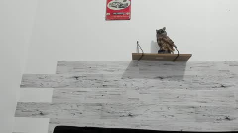 Jaycreedd online show from February 22, 2025, 3:23 am