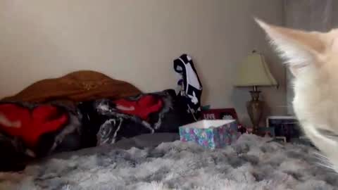 justicee4all online show from January 16, 2026, 12:25 am