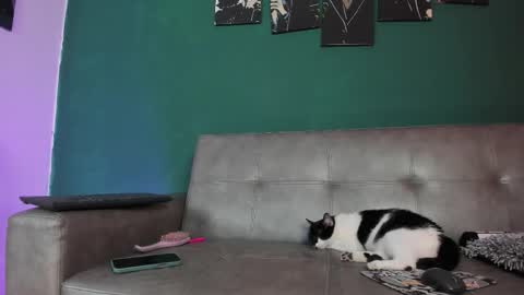 KarolSweet online show from March 26, 2026, 10:37 pm