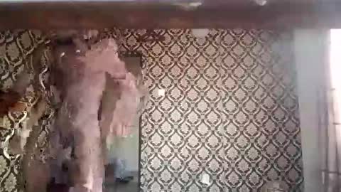 Snapshot of kingemizzy chatting on January 8, 2026, 6:26 am kingemizzy online show from January 8, 2026, 6:26 am