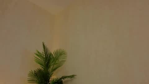 kirabesser online show from February 27, 2026, 10:15 am