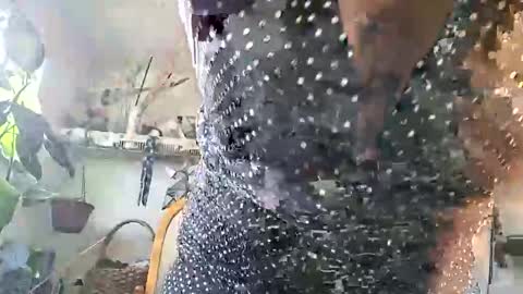 lacybell online show from February 25, 2026, 3:43 pm