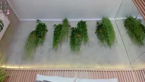 lana_lann online show from March 12, 2025, 2:56 pm