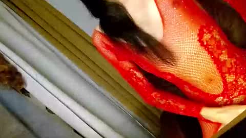 latrina_ online show from March 5, 2026, 3:08 pm