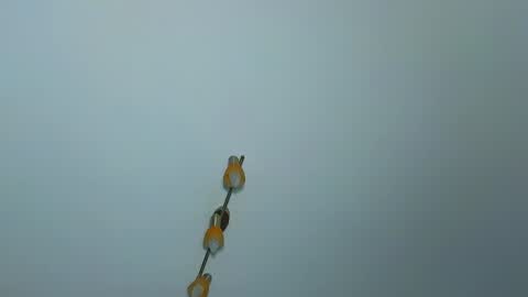 Snapshot of lauramirage chatting on December 30, 2024, 7:26 am LauraMirage online show from December 30, 2024, 7:26 am