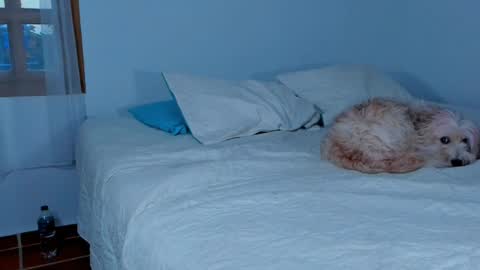 Snapshot of laurent_a chatting on February 15, 2025, 10:42 pm Lucie online show from February 15, 2025, 10:42 pm