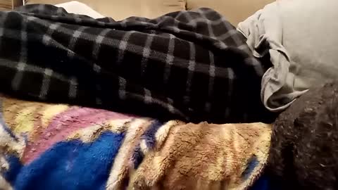 looking4bush online show from December 1, 2024, 7:36 pm