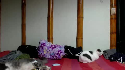 Snapshot of miahells chatting on March 22, 2026, 12:25 am Mia Sam online show from March 22, 2026, 12:25 am