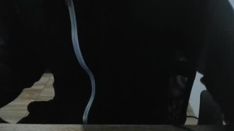 miamorr_ online show from February 3, 2026, 4:43 am