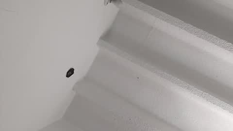 Snapshot of mikecamm chatting on January 8, 2025, 4:22 pm Miki online show from January 8, 2025, 4:22 pm