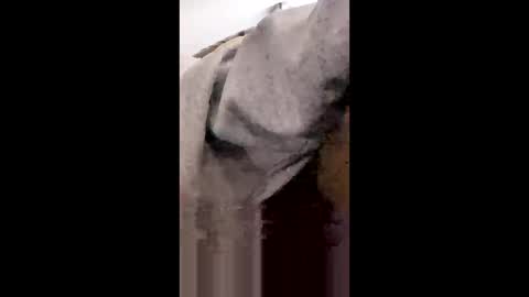 MissNiagara online show from January 18, 2026, 8:23 pm