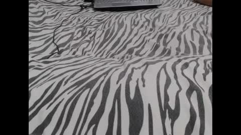 Molly And Brad online show from December 3, 2024, 3:09 am