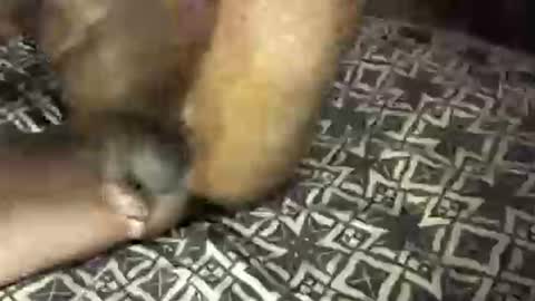 MrBigDiQ1 online show from February 6, 2025, 6:18 am