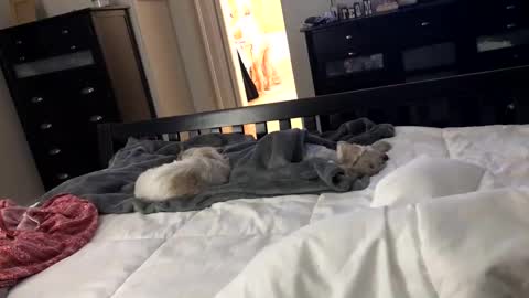 mrrogue online show from December 24, 2024, 5:49 am