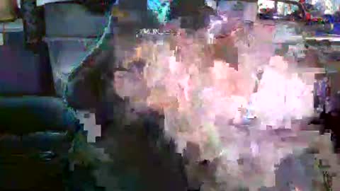 Snapshot of nicholaastavrou1977066464511s chatting on December 19, 2025, 4:19 am nick stavrou online show from December 19, 2025, 4:19 am