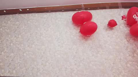 Nicol online show from February 13, 2025, 7:42 pm