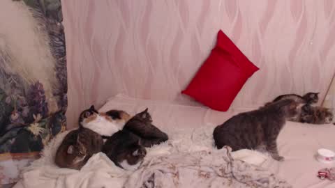 Olivia online show from March 4, 2025, 11:00 pm