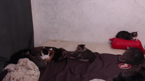 Olivia online show from February 4, 2026, 3:18 pm