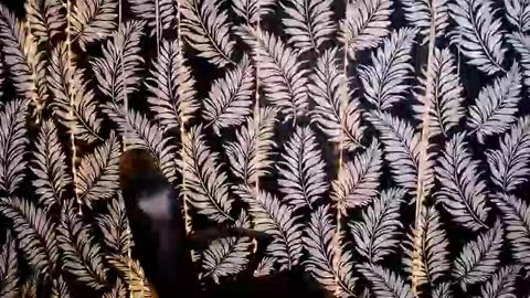 Kelly online show from October 18, 2025, 11:33 am