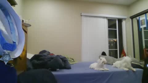 Snapshot of oorah1775 chatting on December 22, 2024, 5:12 am oorah1775 online show from December 22, 2024, 5:12 am