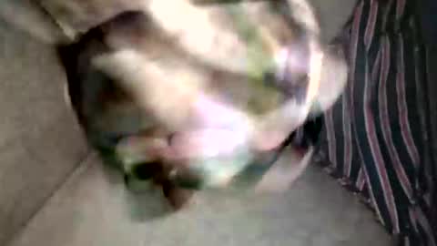 Superfeno online show from February 19, 2026, 3:13 am