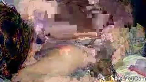 dikud0wn online show from November 2, 2025, 4:26 am