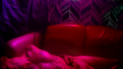 Prettyslangin69 FYPM online show from November 24, 2025, 5:12 pm