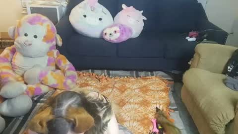 Snapshot of puppygirllovestobeg chatting on June 21, 2026, 7:22 am puppygirllovestobeg online show from June 21, 2026, 7:22 am