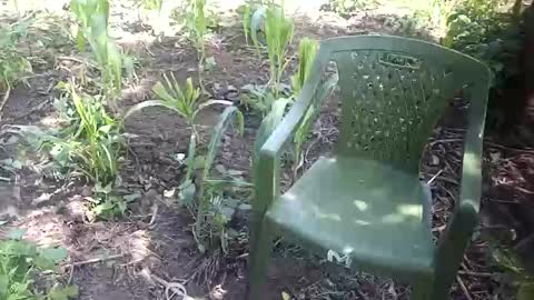 purebae online show from November 12, 2025, 8:59 am