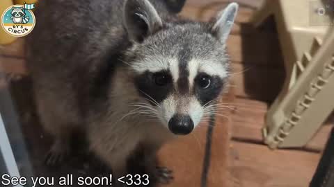 Ryan aka KeylimeRy online show from March 11, 2026, 5:52 pm