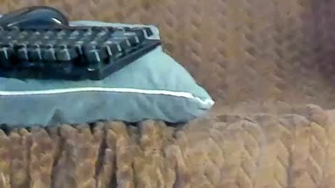 rouse_sexy_hotxx77 online show from June 14, 2026, 3:08 am