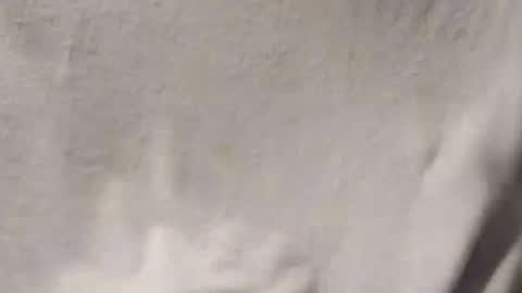 Snapshot of salido543 chatting on January 14, 2026, 3:01 am Penoso online show from January 14, 2026, 3:01 am