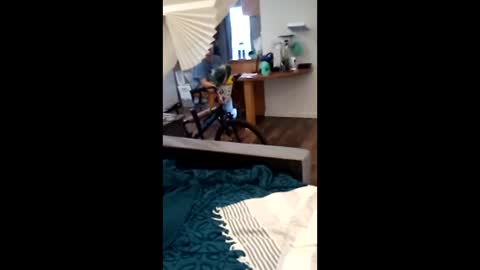 salis1981 online show from April 2, 2026, 12:30 am