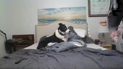 salsbud2022 online show from February 28, 2025, 2:53 am