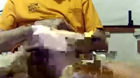 scoutiii online show from March 10, 2025, 10:37 am