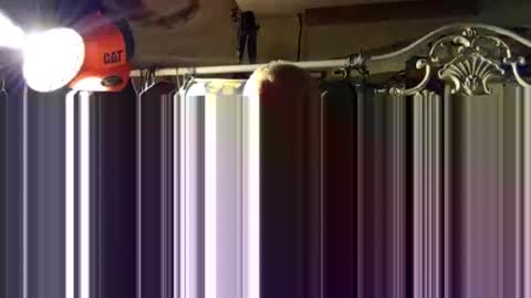 scoutiii online show from October 15, 2025, 11:43 am