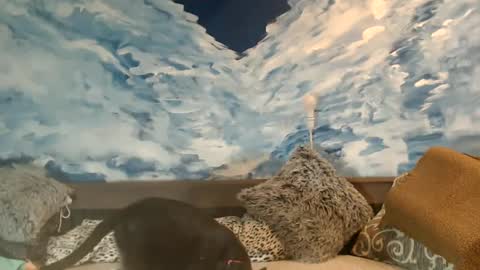 Snapshot of sexyeni chatting on February 22, 2025, 11:46 pm ENI pvt moan your name WHEN I M NOT online you tell me in SNAPCHAT deal yes add me... FREE TWITTER magiconline101...... online show from February 22, 2025, 11:46 pm