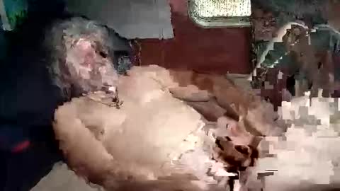 Snapshot of sharoc666 chatting on March 5, 2026, 2:02 pm Shamroc online show from March 5, 2026, 2:02 pm