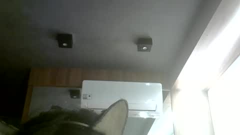 skinnykittencam online show from May 31, 2026, 8:21 pm