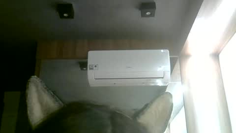skinnykittencam online show from June 14, 2026, 2:24 am