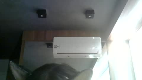skinnykittencam online show from June 15, 2026, 8:33 pm