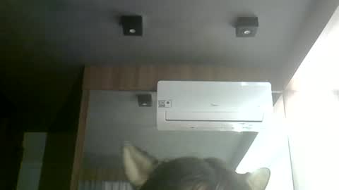 skinnykittencam online show from June 24, 2026, 3:33 pm