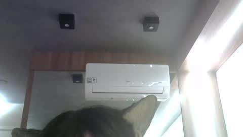 skinnykittencam online show from June 26, 2026, 12:59 am
