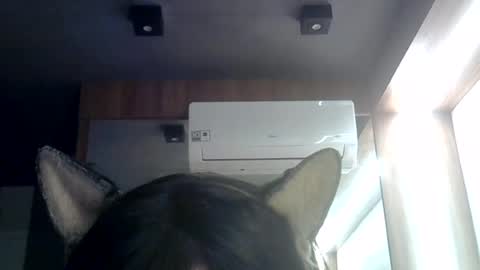 skinnykittencam online show from July 3, 2026, 8:43 am
