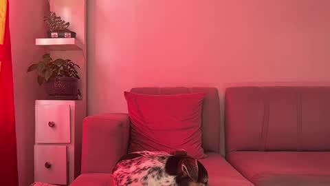 skinnylatin69 online show from January 15, 2025, 7:34 pm