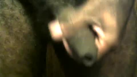 Snapshot of snkr1244 chatting on December 28, 2024, 7:55 am snkr1244 online show from December 28, 2024, 7:55 am