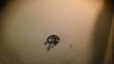 watch me cum online show from January 25, 2025, 7:06 am