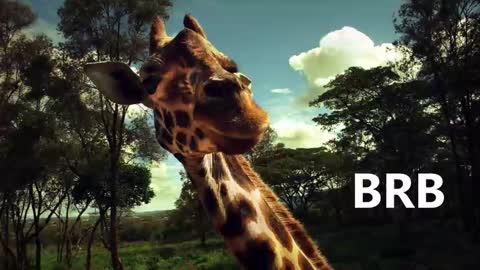 Snapshot of sport_tall_karina chatting on January 18, 2025, 9:02 am Karina online show from January 18, 2025, 9:02 am